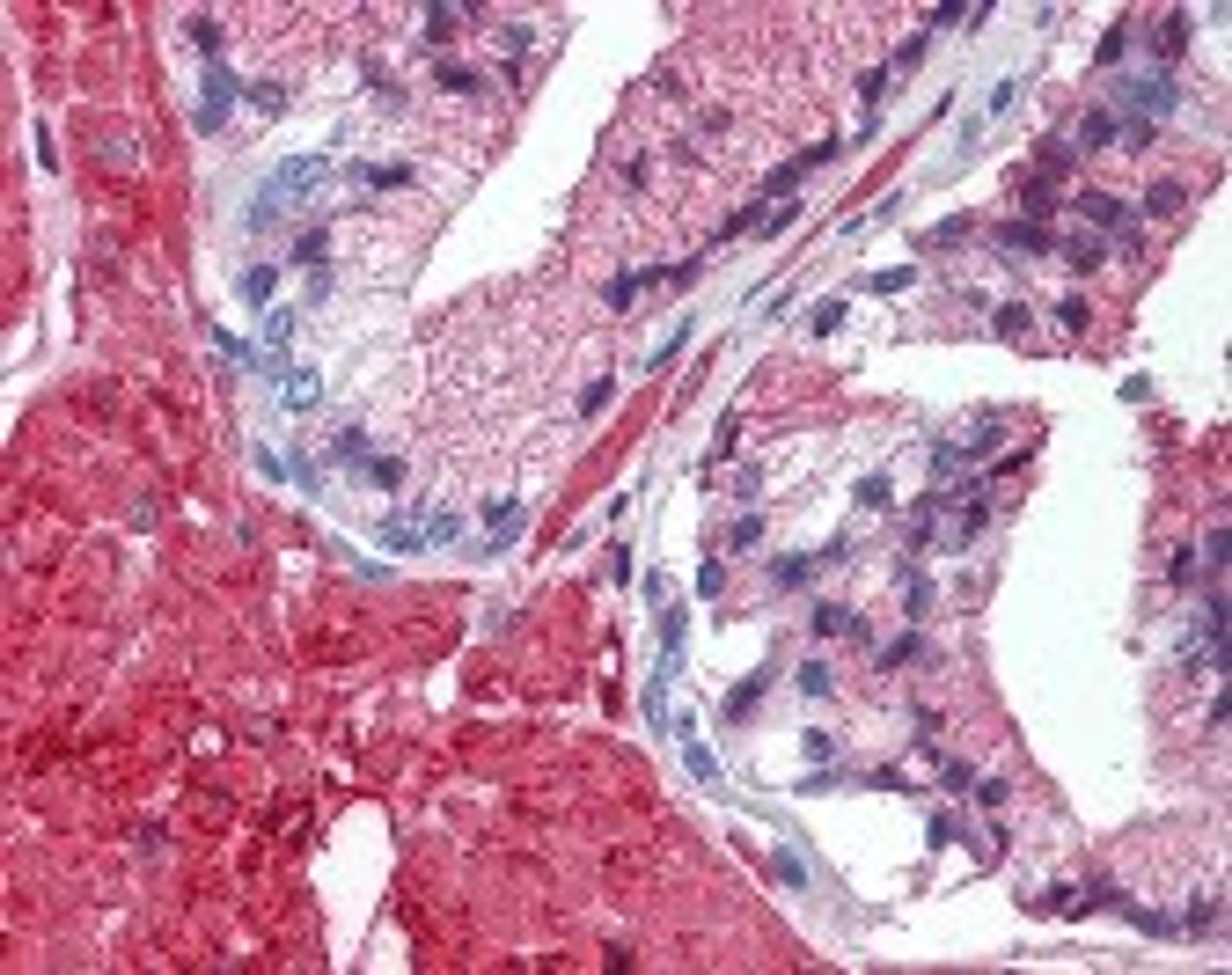 Immunohistochemistry staining of TRAF2 in prostate tissue using TRAF2 monoclonal Antibody.