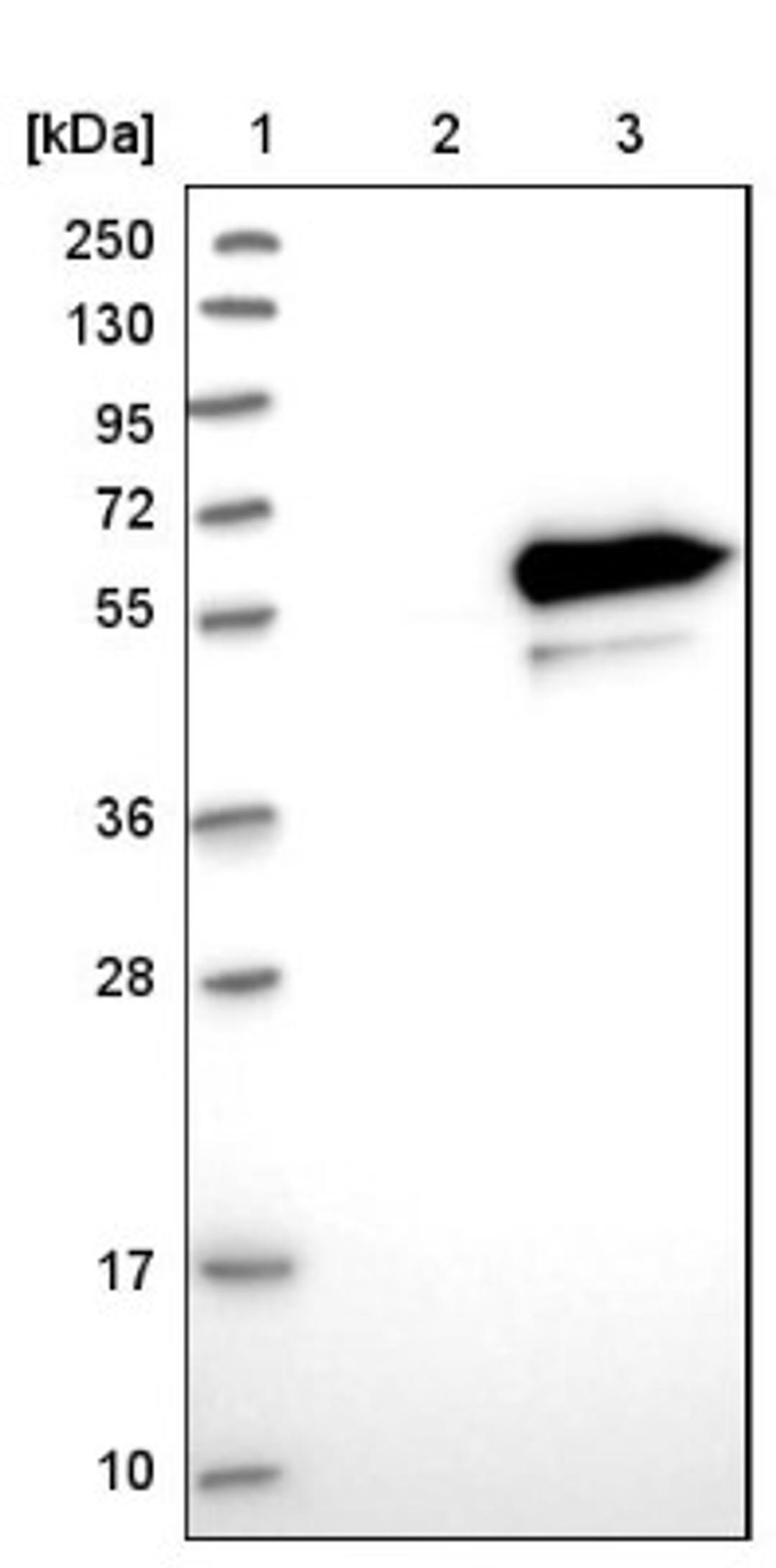 Western Blot: LRRC14 Antibody [NBP1-81557] - Lane 1: Marker [kDa] 250, 130, 95, 72, 55, 36, 28, 17, 10<br/>Lane 2: Negative control (vector only transfected HEK293T lysate)<br/>Lane 3: Over-expression lysate (Co-expressed with a C-terminal myc-DDK tag (~3.1 kDa) in mammalian HEK293T cells, LY415049)