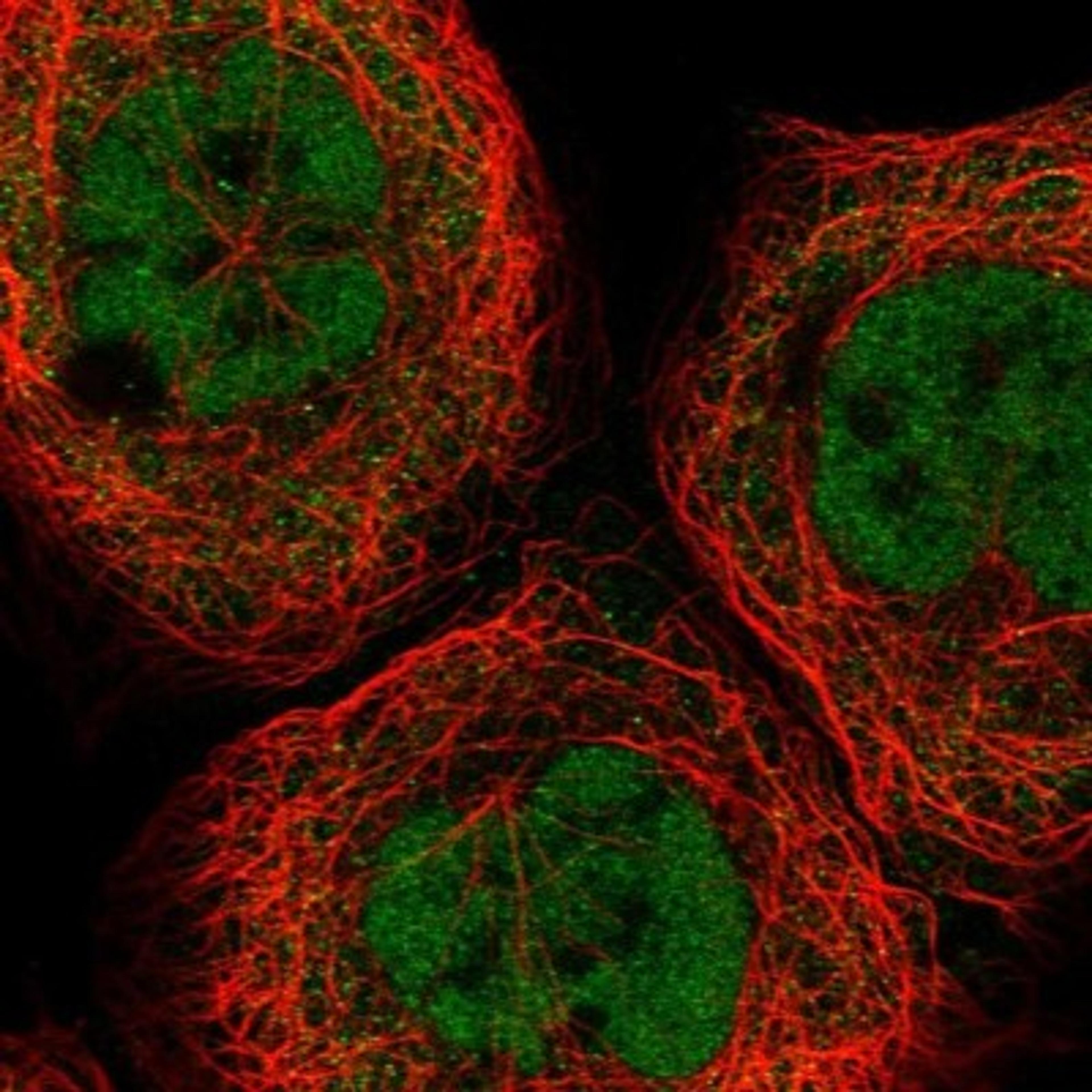 Immunocytochemistry/Immunofluorescence: SEPHS1 Antibody [NBP1-87008] - Immunofluorescent staining of human cell line A-431 shows positivity in nucleus but not nucleoli & cytoplasm.