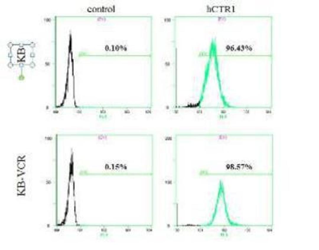 Flow Cytometry: HPa1 Antibody (DHIC2-2C12) [NBP1-18949] - Analysis using the DyLight 550 conjugate of NBP1-18949. Staining of KB, KB-VCR. Fixed in 4% paraformaldehyde.