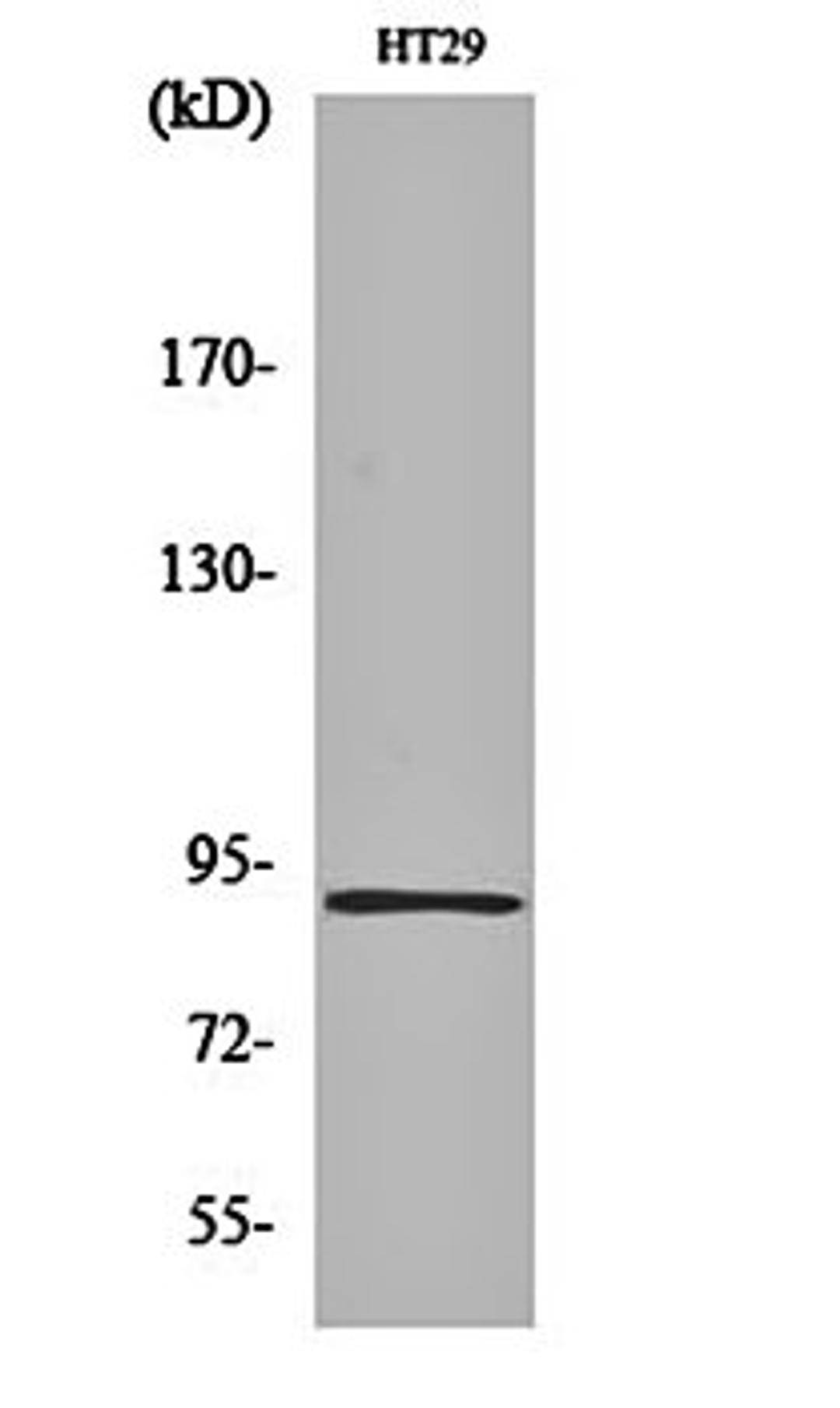 Western blot analysis of HT29 cell lysates using InsP 3-kinase C antibody