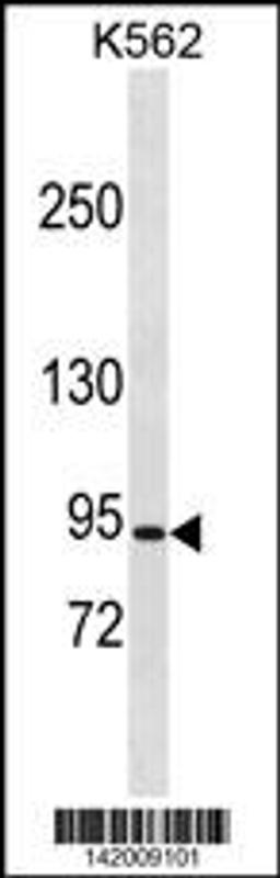 Western blot analysis in K562 cell line lysates (35ug/lane).