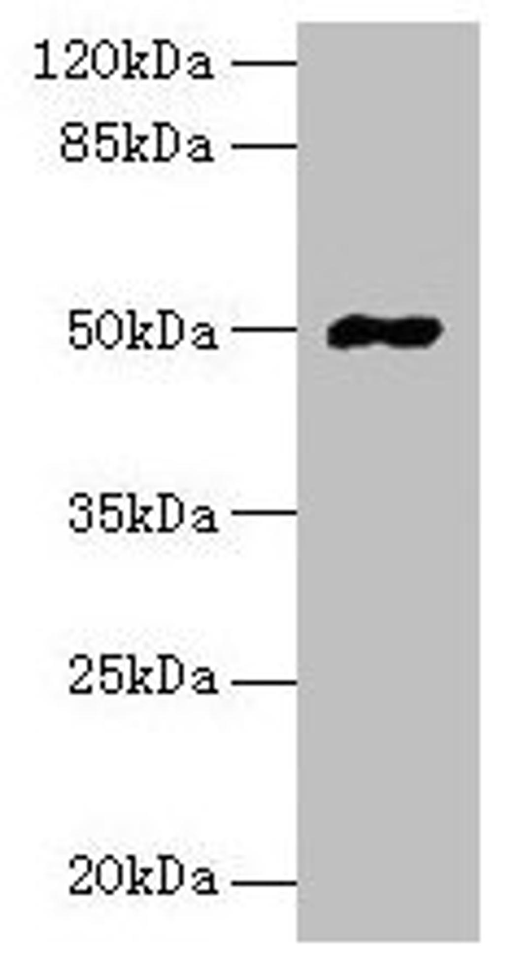 Western blot. All lanes: FAM69A antibody at 8µg/ml + HepG2 whole cell lysate. Secondary. Goat polyclonal to rabbit IgG at 1/10000 dilution. Predicted band size: 50, 19 kDa. Observed band size: 50 kDa
