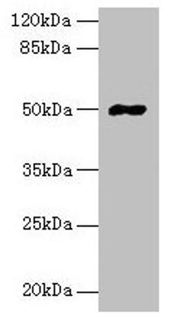 Western blot. All lanes: FAM69A antibody at 8µg/ml + HepG2 whole cell lysate. Secondary. Goat polyclonal to rabbit IgG at 1/10000 dilution. Predicted band size: 50, 19 kDa. Observed band size: 50 kDa