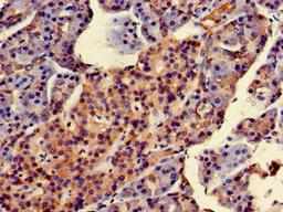Immunohistochemistry of paraffin-embedded human pancreatic tissue using CSB-PA853100LA01HU at dilution of 1:100