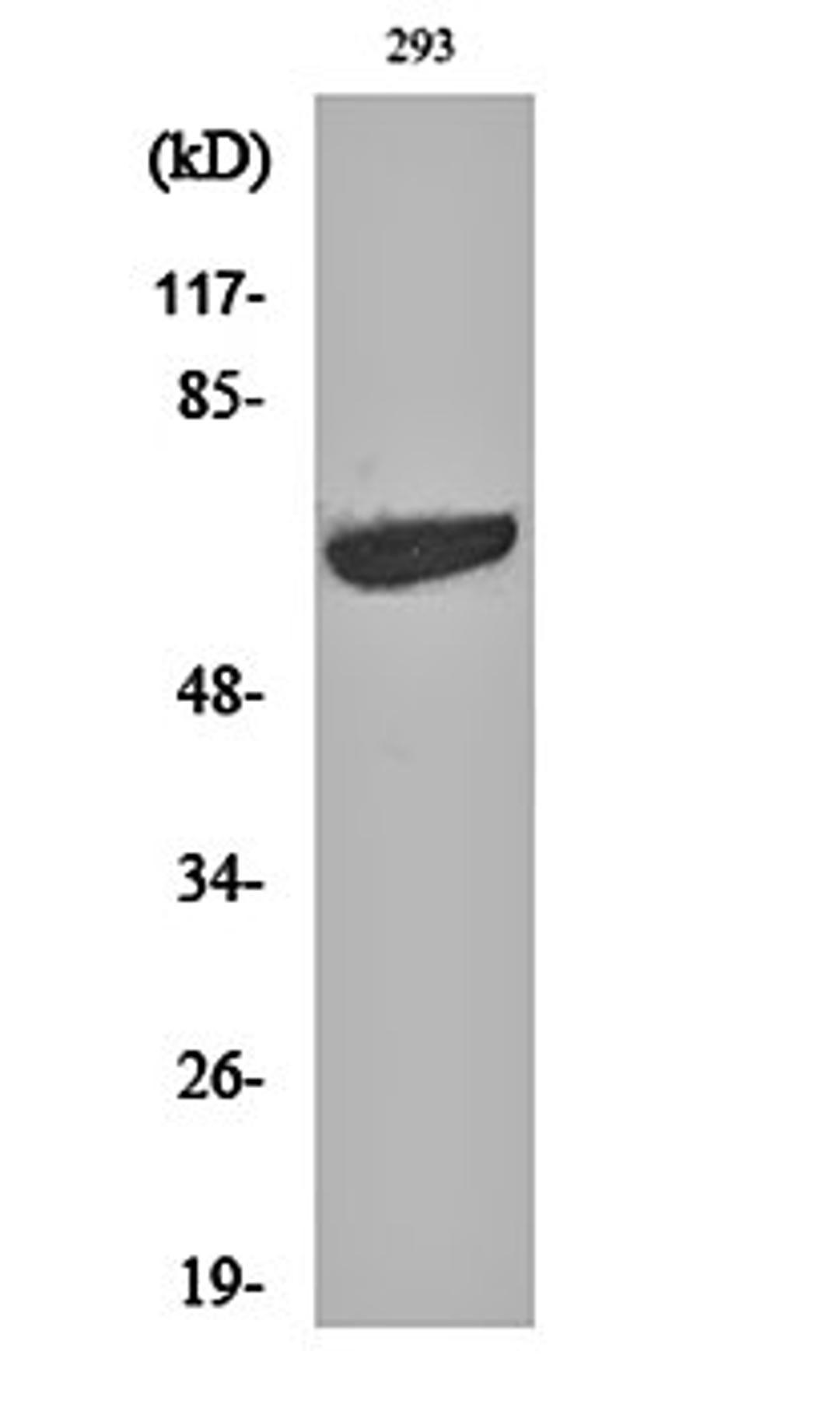 Western blot analysis of 293 cell lysates using p70 S6 kinase alpha antibody