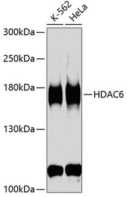 Western blot - HDAC6 antibody (A1732)