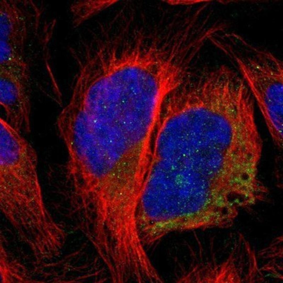 Immunocytochemistry/Immunofluorescence: CCDC90B Antibody [NBP1-93528] - Staining of human cell line U-2 OS shows positivity in mitochondria.