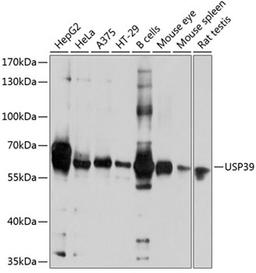 Western blot - USP39 antibody (A9582)