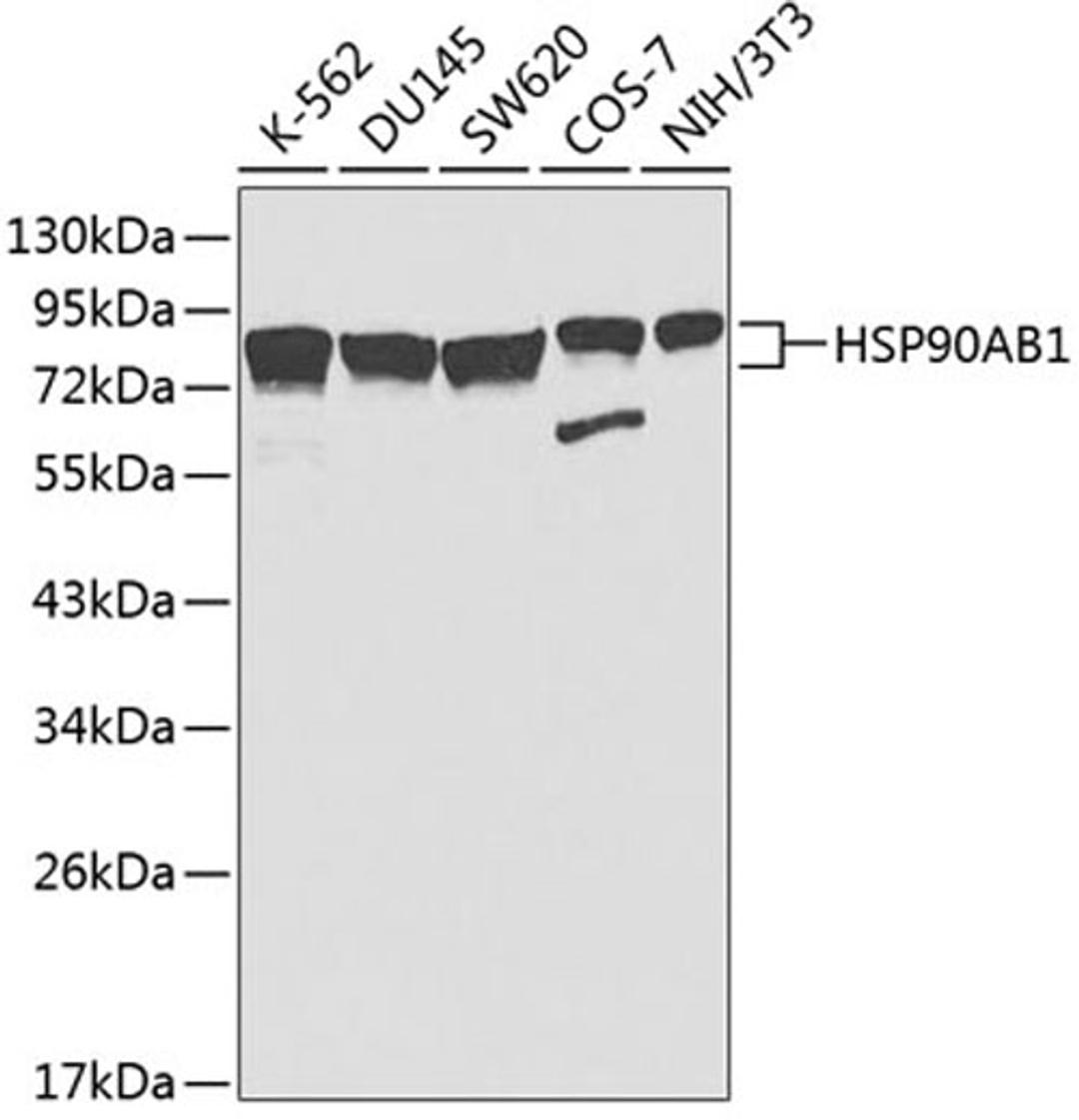 Western blot - HSP90AB1 antibody (A1087)