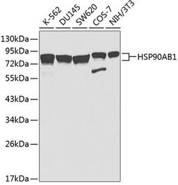 Western blot - HSP90AB1 antibody (A1087)