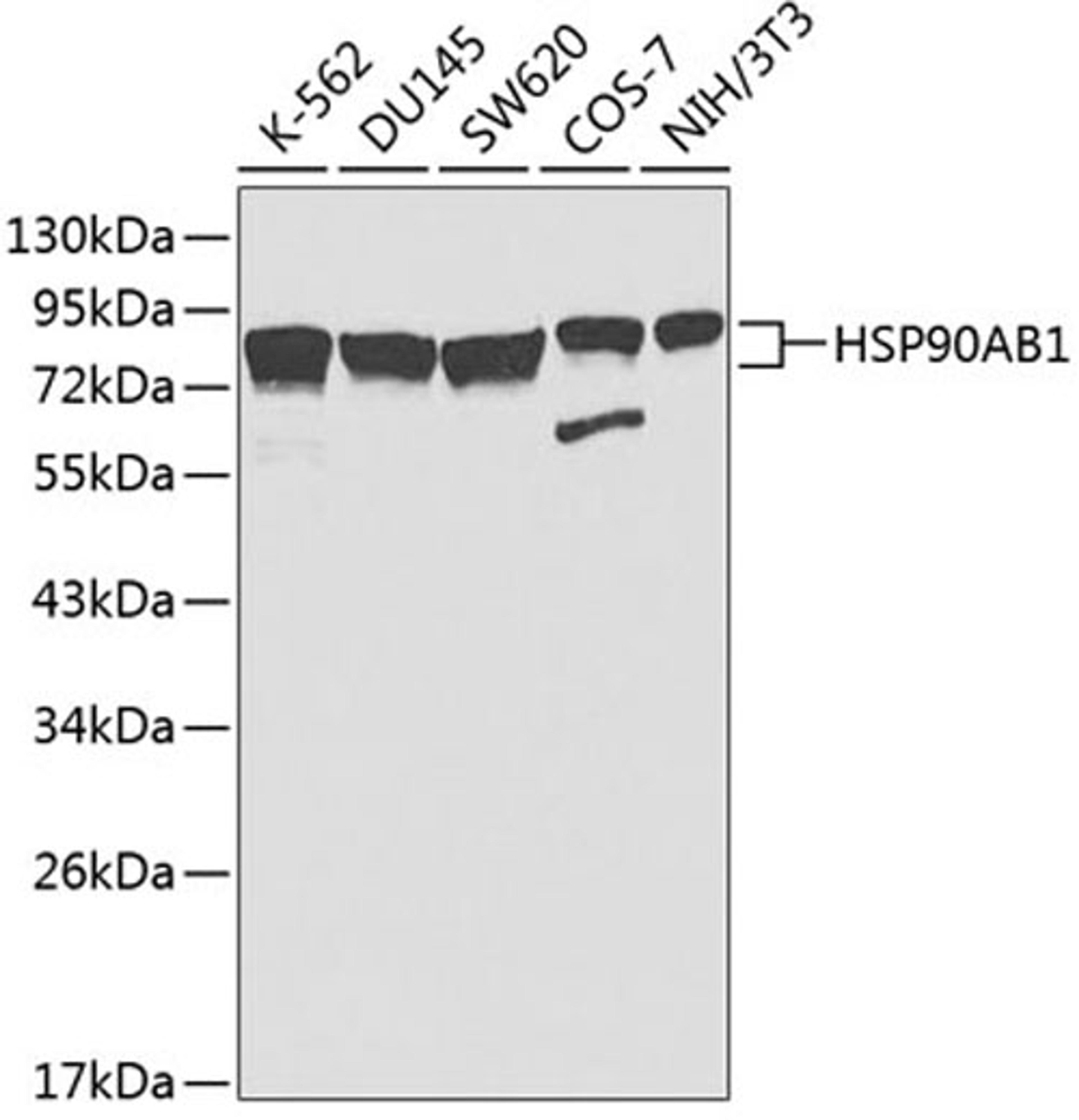 Western blot - HSP90AB1 antibody (A1087)