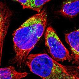 Immunocytochemistry/Immunofluorescence: MCCC1 Antibody [NBP1-81254] - Staining of human cell line U-2 OS shows positivity in mitochondria.