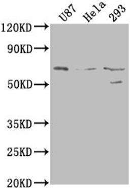 Western Blot. Positive WB detected in: U87 whole cell lysate, Hela whole cell lysate, 293 whole cell lysate. All lanes: PTGS2 antibody at 1:1000. Secondary. Goat polyclonal to rabbit IgG at 1/50000 dilution. Predicted band size: 69 kDa. Observed band size: 69 kDa.