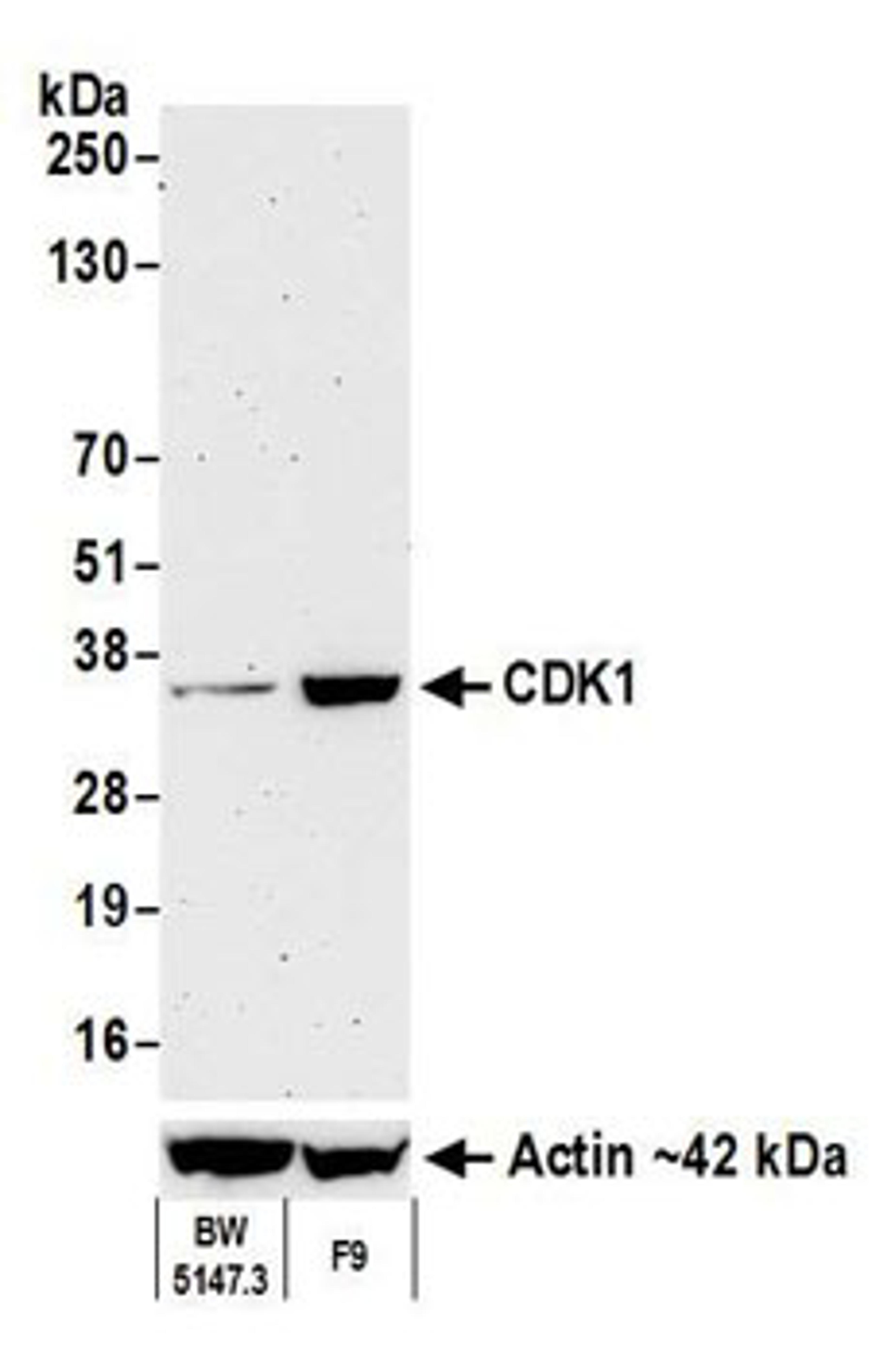 Detection of mouse CDK1 by western blot.