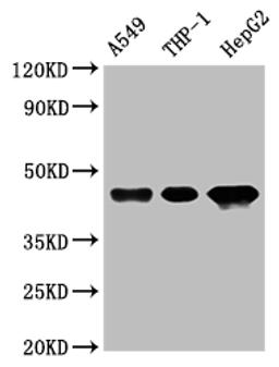 Western Blot. Positive WB detected in: A549 whole cell lysate, THP-1 whole cell lysate, HepG2 whole cell lysate. All lanes: HLA-B antibody at 1:1000. Secondary. Goat polyclonal to rabbit IgG at 1/50000 dilution. Predicted band size: 41 kDa. Observed band size: 45 kDa. 