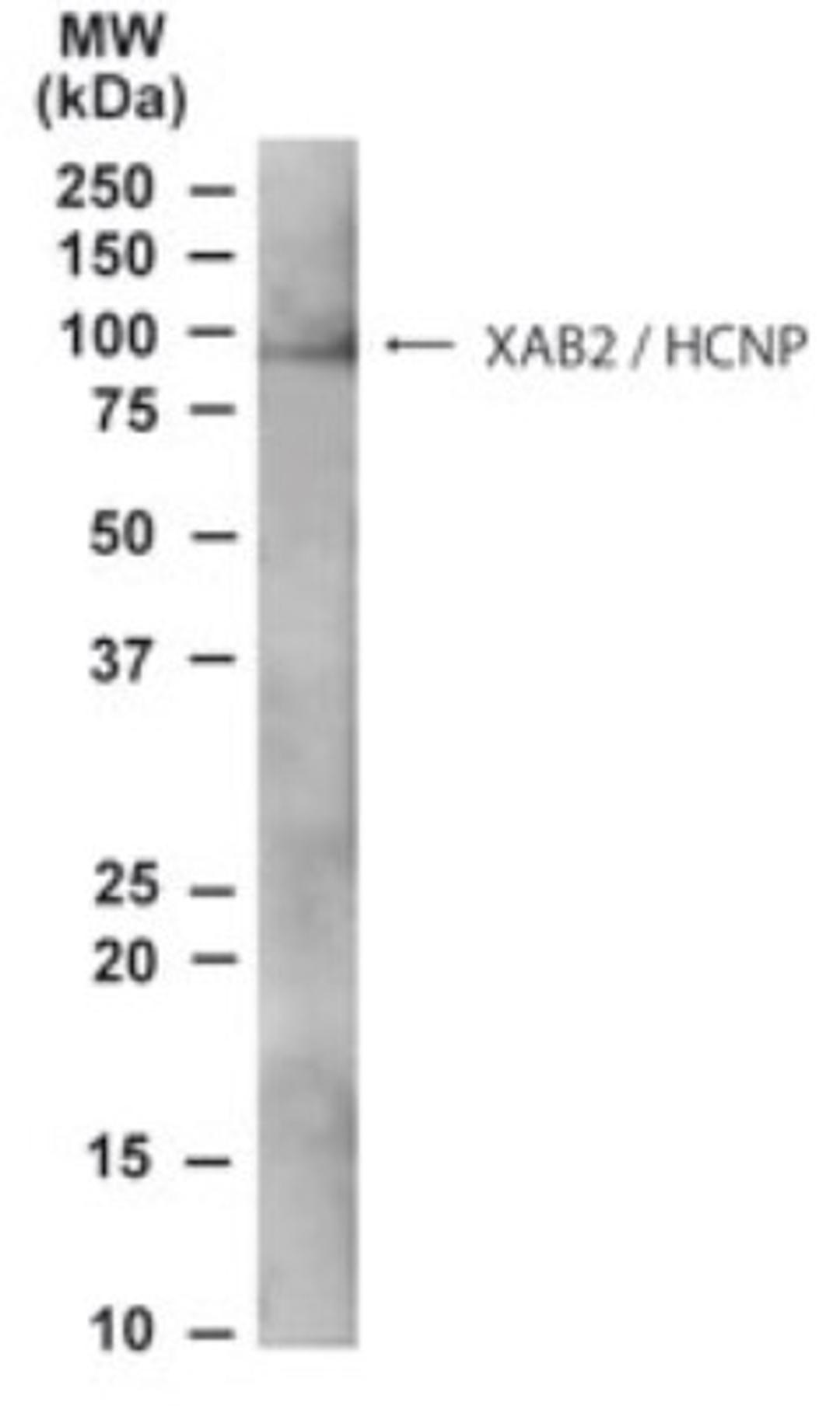 Immunohistochemistry: XAB2 Antibody [NB100-794] - NB100-794 staining (0.3ug/ml) of A431 lysate (RIPA buffer, 35ug total protein per lane). Primary incubated for 1 hour. Detected by western blot using chemiluminescence.