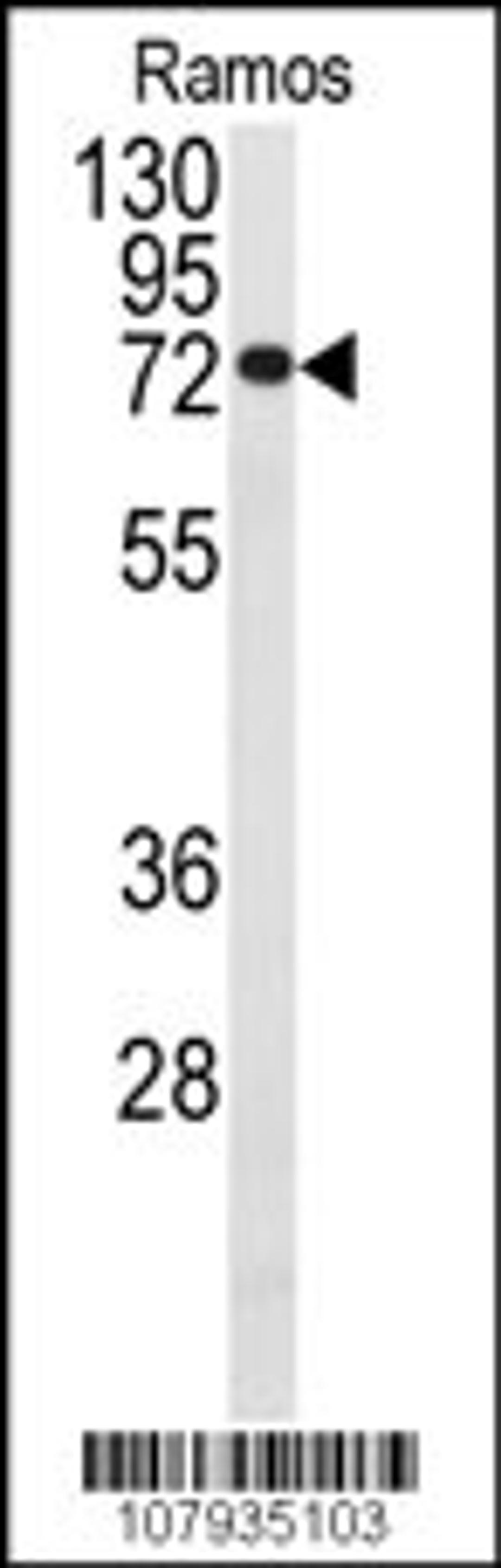 Western blot analysis of anti-CDC25B Antibody (S353) in Ramos cell line lysates (35ug/lane)