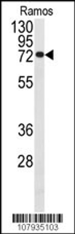 Western blot analysis of anti-CDC25B Antibody (S353) in Ramos cell line lysates (35ug/lane)