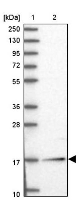 Western Blot: NUDCD2 Antibody [NBP1-84118] - Lane 1: Marker [kDa] 250, 130, 95, 72, 55, 36, 28, 17, 10<br/>Lane 2: Human cell line RT-4