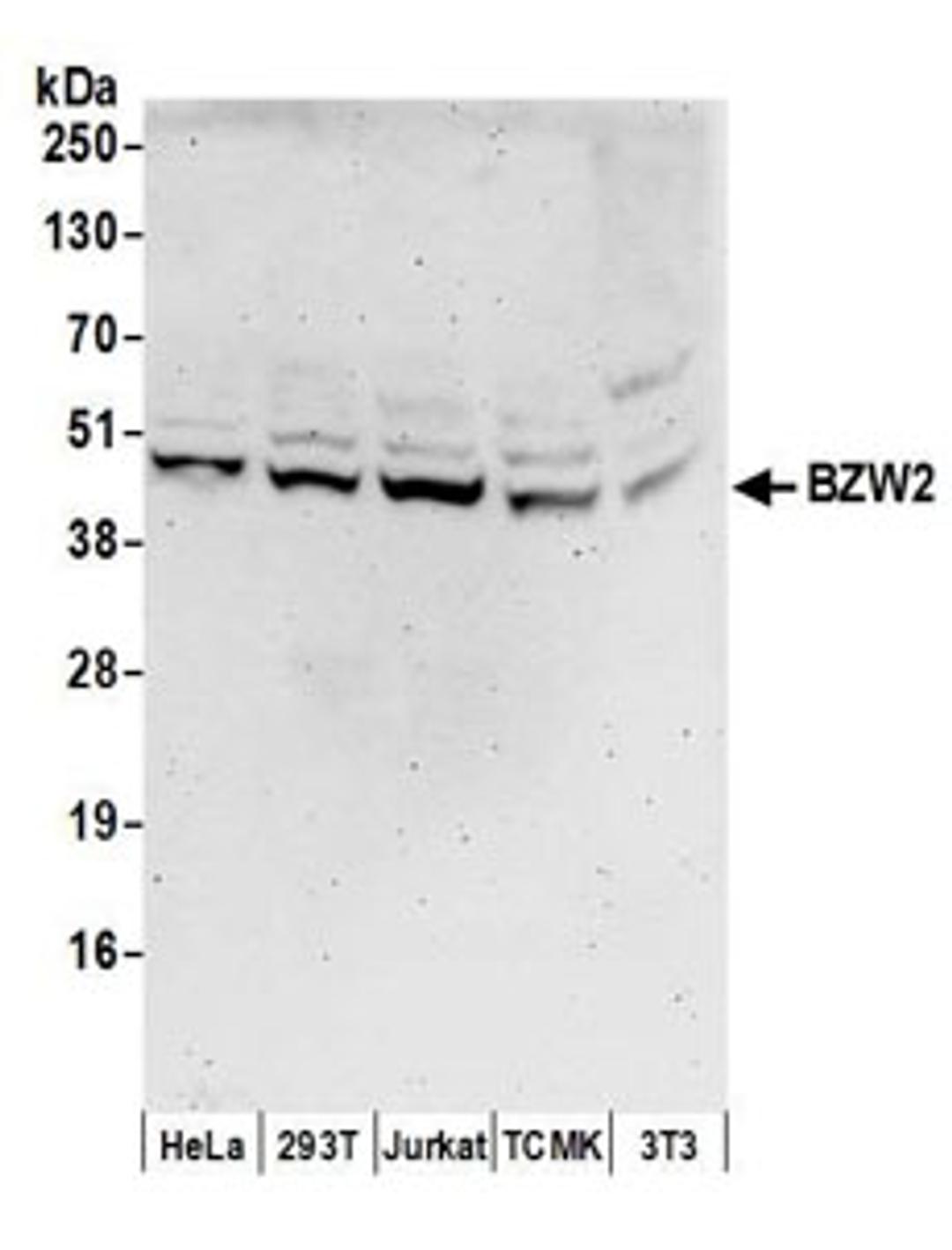 Detection of human and mouse BZW2 by western blot.