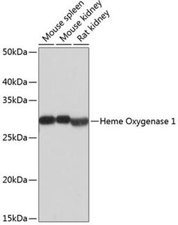 Western blot - Heme Oxygenase 1 antibody (A19062)