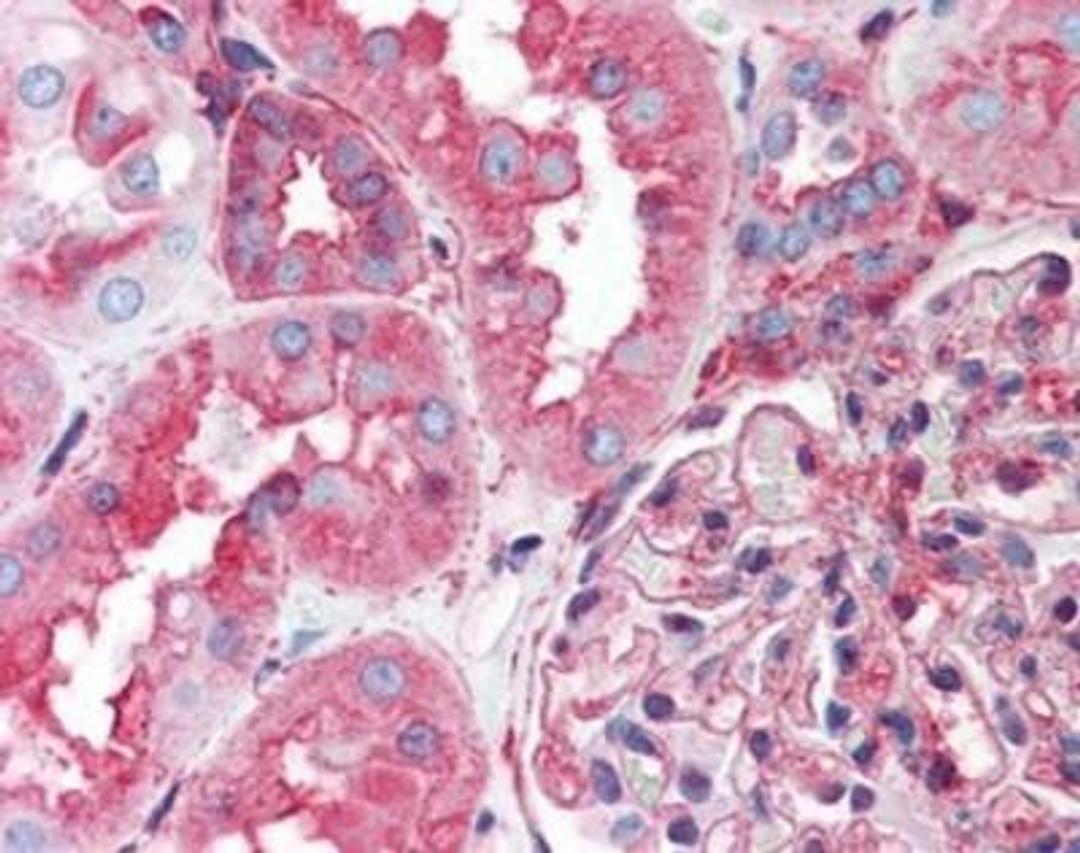 Immunohistochemistry-Paraffin: Hsp90B2P Antibody [NBP1-02459] - Human kidney