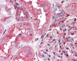 Immunohistochemistry-Paraffin: Hsp90B2P Antibody [NBP1-02459] - Human kidney