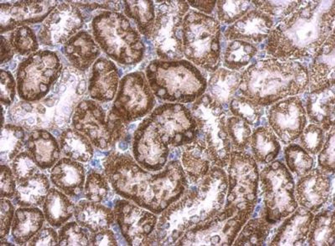 Immunohistochemistry-Paraffin: RAB33B Antibody [NBP2-20041] - Mouse kidney.