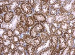 Immunohistochemistry-Paraffin: RAB33B Antibody [NBP2-20041] - Mouse kidney.