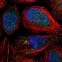 Immunocytochemistry/Immunofluorescence: MLLT6 Antibody [NBP1-89222] - Staining of human cell line U-2 OS shows positivity in nucleus & mitochondria.