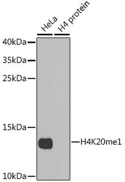 Western blot - MonoMethyl-Histone H4-K20 antibody (A2370)