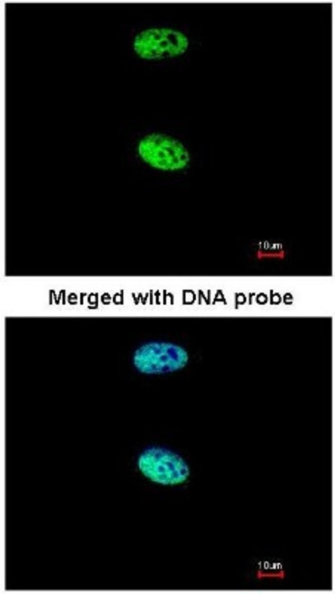 Immunocytochemistry/Immunofluorescence: MAML1 Antibody [NBP1-33638] - Paraformaldehyde-fixed HeLa, using MAML1 (NBP1-33638) antibody at 1:200 dilution.