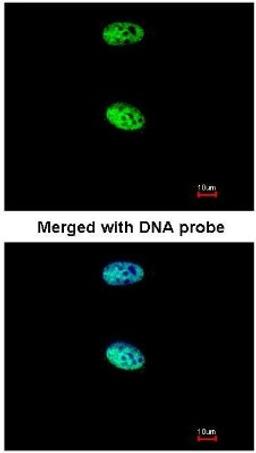 Immunocytochemistry/Immunofluorescence: MAML1 Antibody [NBP1-33638] - Paraformaldehyde-fixed HeLa, using MAML1 (NBP1-33638) antibody at 1:200 dilution.