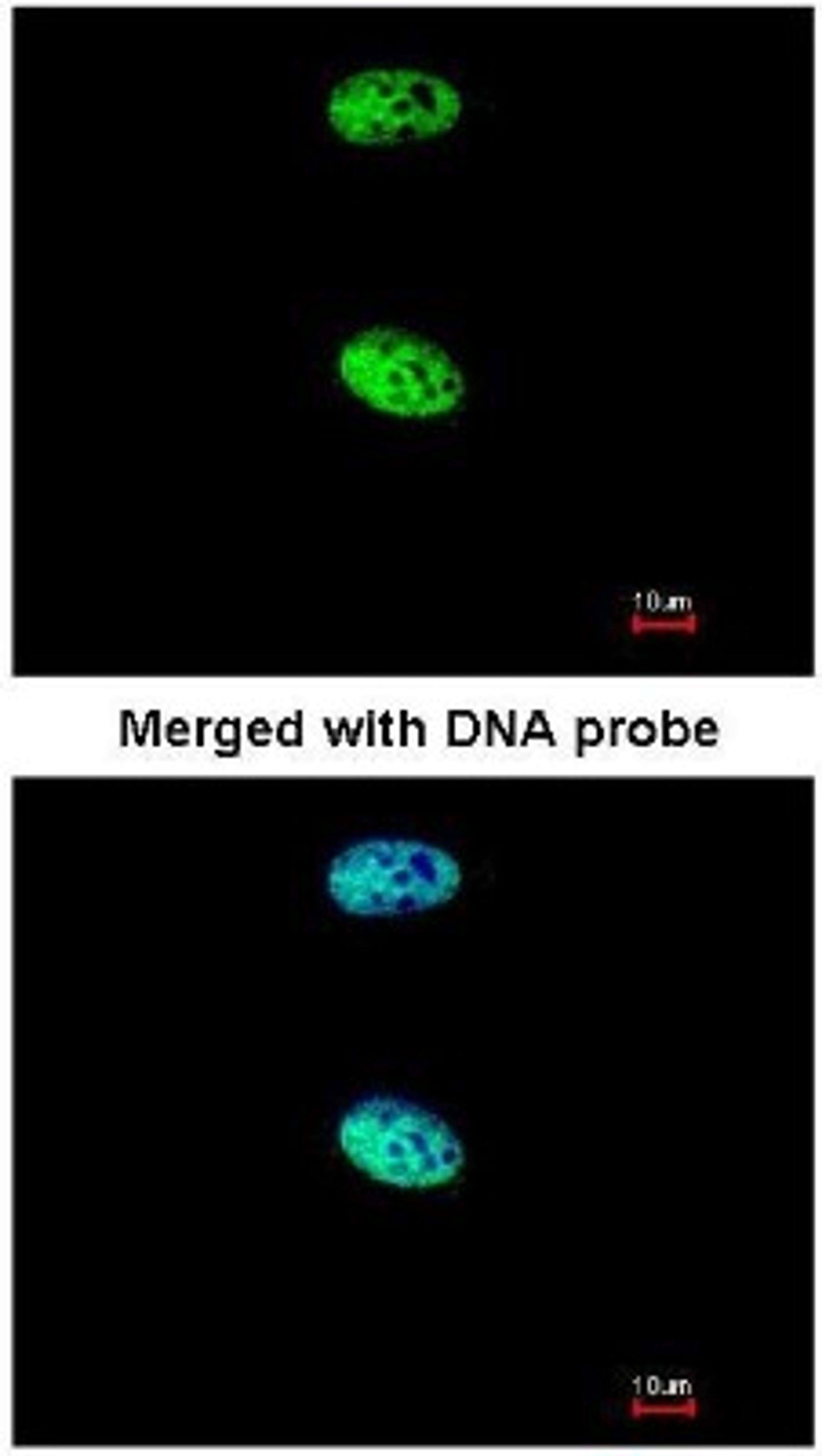 Immunocytochemistry/Immunofluorescence: MAML1 Antibody [NBP1-33638] - Paraformaldehyde-fixed HeLa, using MAML1 (NBP1-33638) antibody at 1:200 dilution.