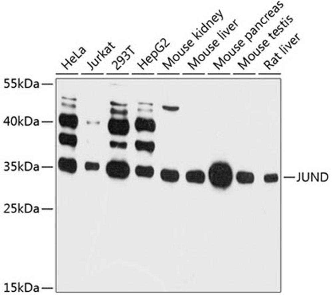 Western blot - JUND antibody (A11955)