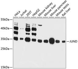 Western blot - JUND antibody (A11955)