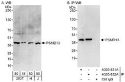 Detection of human PSMD13 by western blot and immunoprecipitation.