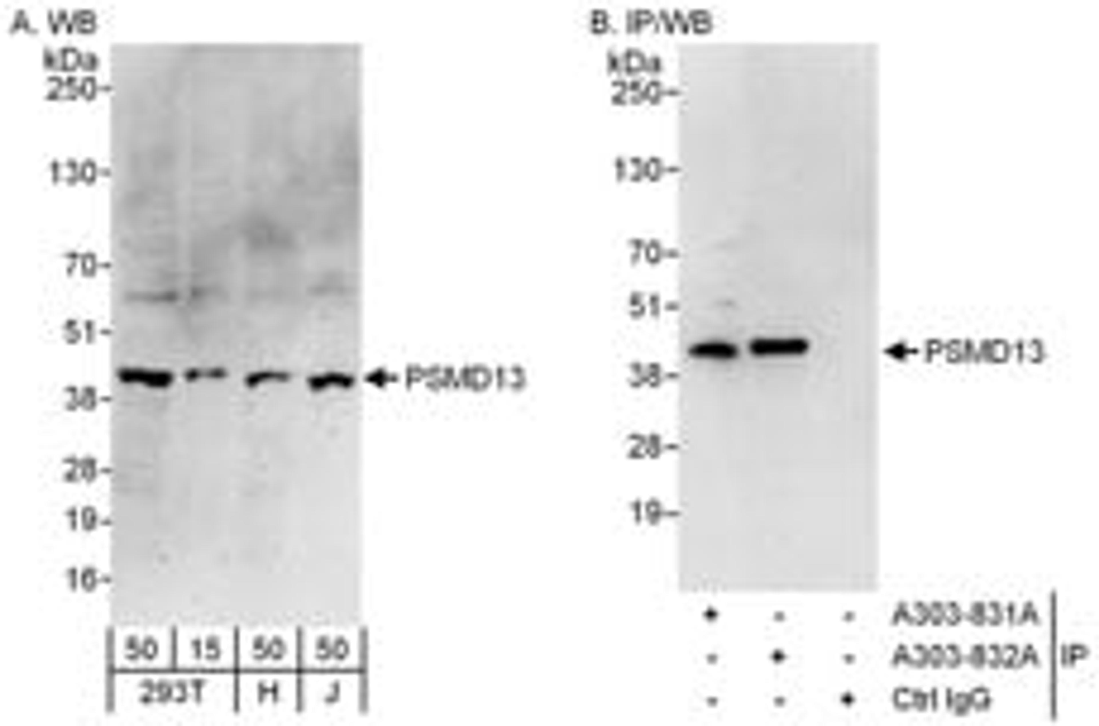 Detection of human PSMD13 by western blot and immunoprecipitation.