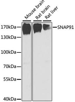 Western blot - SNAP91 antibody (A6746)