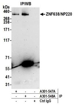 Detection of human ZNF638/NP220 by western blot of immunoprecipitates.