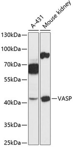 Western blot - VASP antibody (A14217)