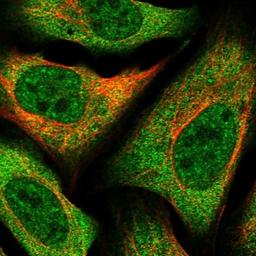 Immunocytochemistry/Immunofluorescence: LRRC67 Antibody [NBP1-84047] - Staining of human cell line U-2 OS shows positivity in nucleus but not nucleoli & cytoplasm.