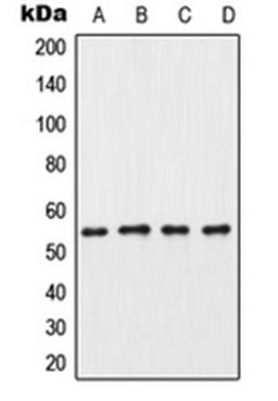 Western blot analysis of HeLa (Lane 1), mouse testis (Lane 2), rat testis (Lane 3), PC12 (Lane 4) whole cell lysates using CSNK1G3 antibody