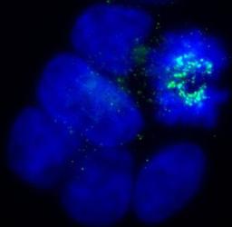 Immunocytochemistry/Immunofluorescence: BubR1 Antibody (8G1) [NB100-353] - Immunofluorescence of an asynchronous cycling population of human cells (U2OS) with NB100-353. No signal is detected from interphase cells, whereas cells undergoing mitosis accumulate BubR1 at the kinetochores. Image reveals kinetochores at prometaphase. Image courtesy of Luke Hughes-Davies and Rhiannon Jade, Gurdon Institute, Cambridge, UK.