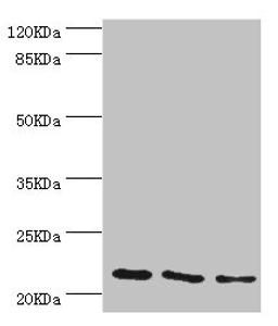 Western blot. All lanes: TAGLN2 antibody at 4.04µg/ml. Lane 1: 293T whole cell lysate. Lane 2: K562 whole cell lysate. Lane 3: MCF-7 whole cell lysate. Secondary. Goat polyclonal to rabbit IgG at 1/10000 dilution. Predicted band size: 23, 25 kDa. Observed band size: 23 kDa