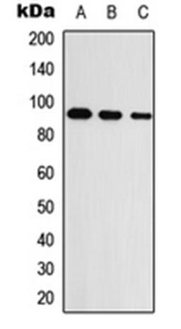 Western blot analysis of HEK293T (Lane 1), Raw264.7 (Lane 2), PC12 (Lane 3) whole cell lysates using UNC5A antibody