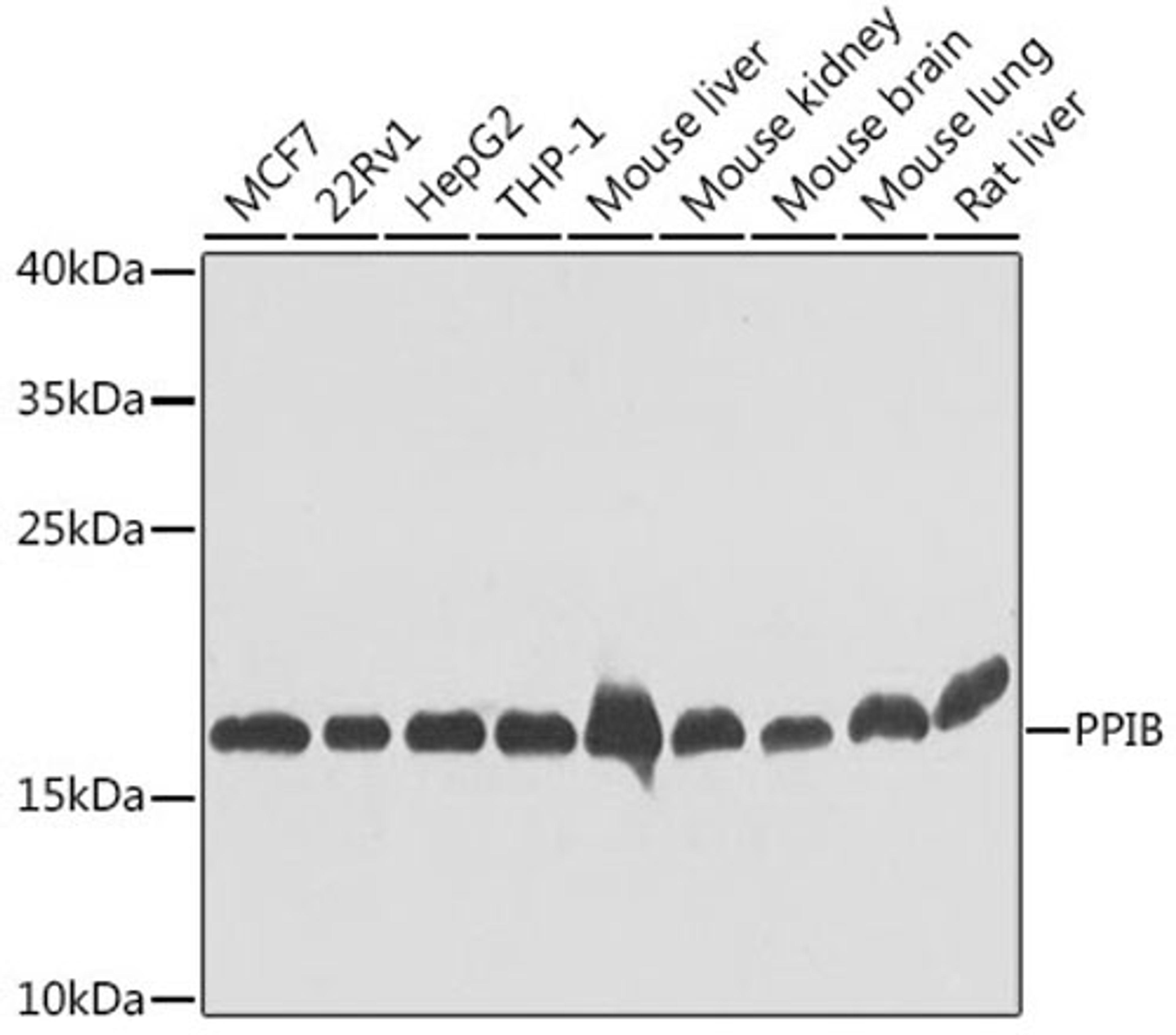 Western blot - PPIB antibody (A7713)