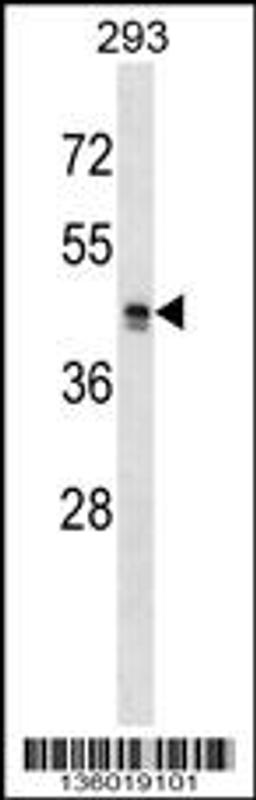 Western blot analysis in 293 cell line lysates (35ug/lane).