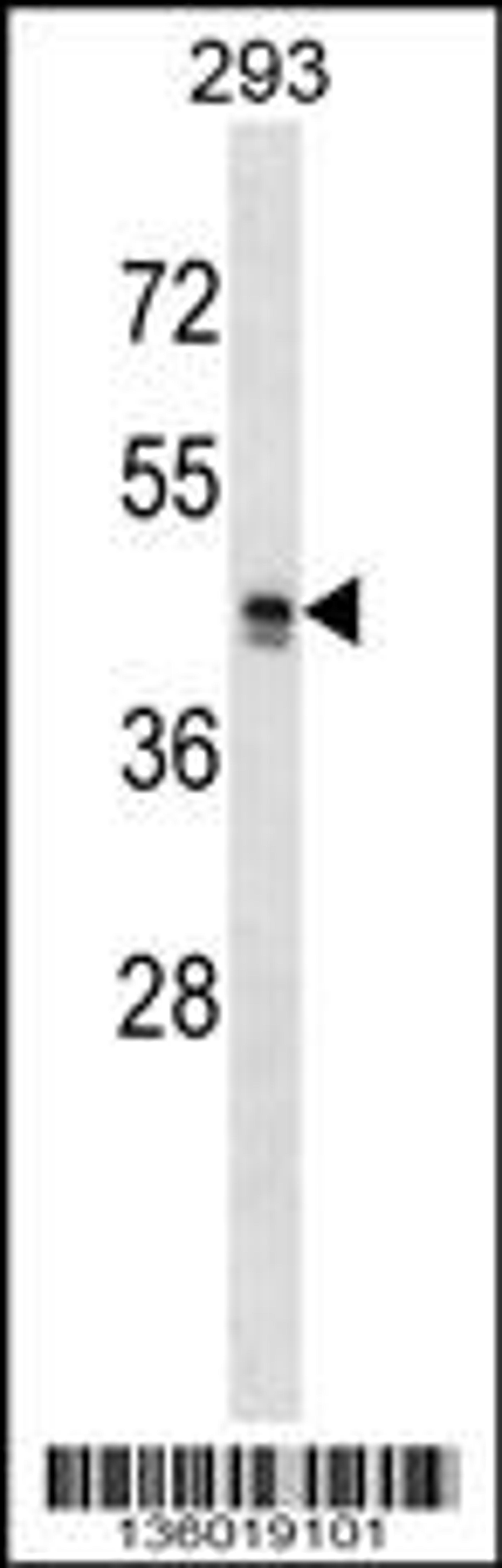 Western blot analysis in 293 cell line lysates (35ug/lane).